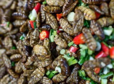insetti da mangiare in cambogia
